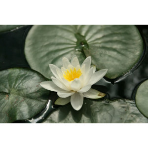 Vandens lelija 'Albatross'