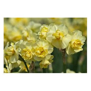 Narcizai ( lot. Narcissus) Yellow Cheerfulness, 20 vnt 2026 ruduo