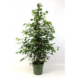 Fikusas benjamino Exotica, 150cm