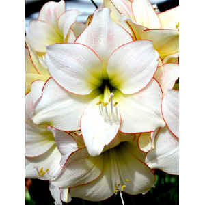 Amarilis 'Picotee' (svogūnų pristatymas nuo rugsėjo mėn.)