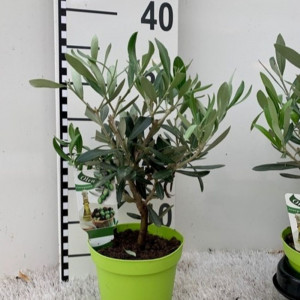 Alyvmedis europinis H35cm