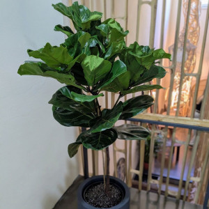 Lyralapis fikusas ant kamieno 140cm