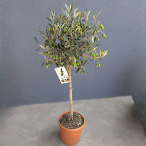 Alyvmedis europinis H100cm