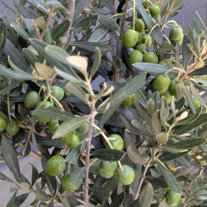 Alyvmedis europinis H100cm su alyvuogėmis