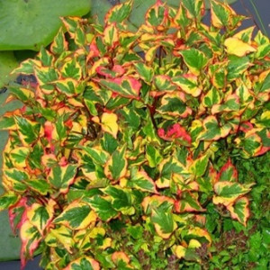 Širdžialapė stimburė 'Chameleon'