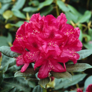 Rododendras 'Nova Zembla'