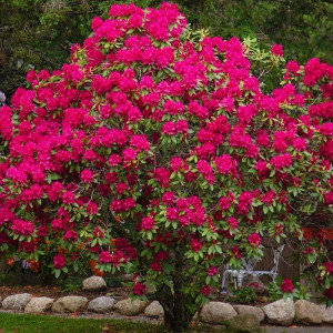 Rododendras 'Nova Zembla'