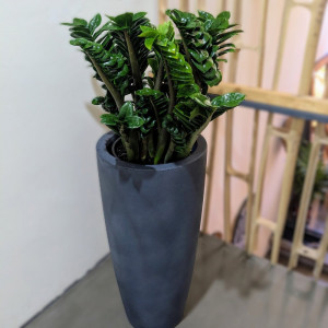 Zamiokulkas 'Zenzi' H65cm