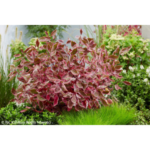 Baltoji sedula 'Miracle'