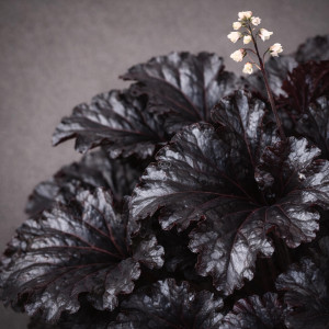 Alūnė 'Obsidian'