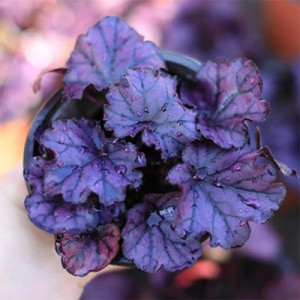Alūnė 'Obsidian'