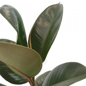 Fikusas stambialapis Robusta 60cm