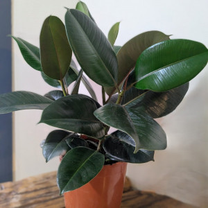 Fikusas stambialapis Robusta 60cm