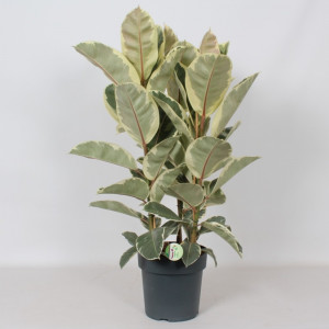 Fikusas stambialapis Tineke 110cm, 3 kamienai