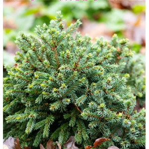 Baltoji eglė 'Echiniformis'