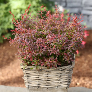 Tunbergo raugerškis 'Orange Dream'