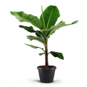 Bananmedis Dwarf Cavendish, žemaūgis, 130cm
