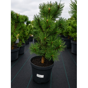 Kalninė pušis 'Columnaris' (3 litrai)