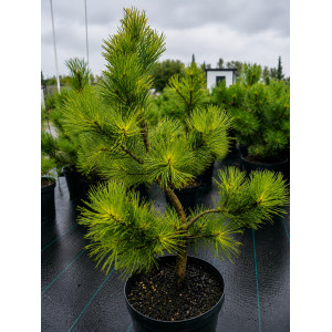 Paprastoji pušis 'Aurea' (5 litrai)