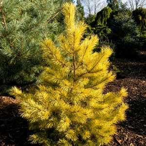 Paprastoji pušis 'Aurea' (5 litrai)