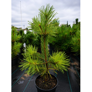 Paprastoji pušis 'Aurea' (3 litrai)