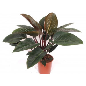 Filodendras 'Red Congo' 70cm