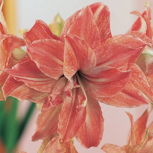 Amarilis (meilenis) 'Lady Jane' , 1 vnt.