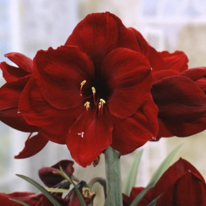 Amarilis (meilenis) 'Benfica', 1 vnt.