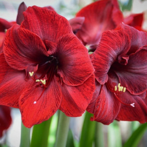 Amarilis (meilenis) 'Benfica', 1 vnt.