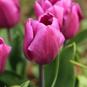 Tulpė 'Purple Prince', 100 vnt.