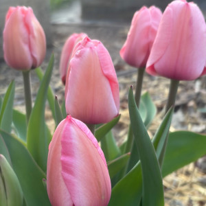 Tulpė  ‘Pink Impression’, 50 vnt.