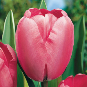 Tulpė  ‘Pink Impression’, 50 vnt.
