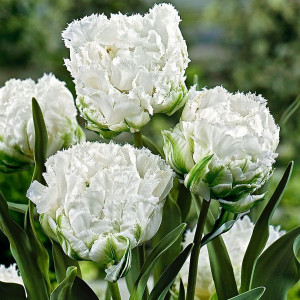  Tulpė pilnavidurė vėlyva 'Snow Crystal', 50 vnt.