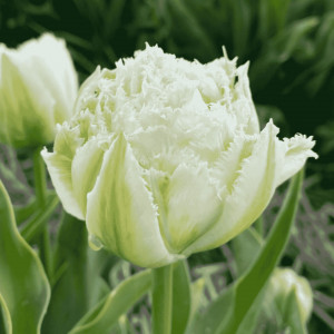  Tulpė pilnavidurė vėlyva 'Snow Crystal', 50 vnt.
