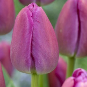 Tulpė  ‘Purple Pride’, 50 vnt.