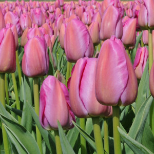 Tulpė  ‘Purple Pride’, 50 vnt.