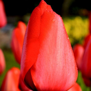 Tulpė ‘Red Impression’, 50 vnt.