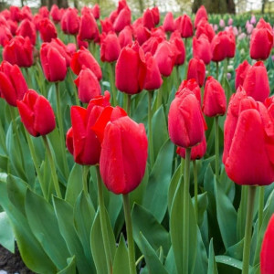  Tulpė ‘Red Pride’, 50 vnt.