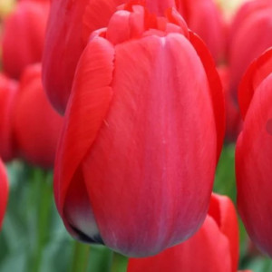  Tulpė ‘Red Pride’, 50 vnt.