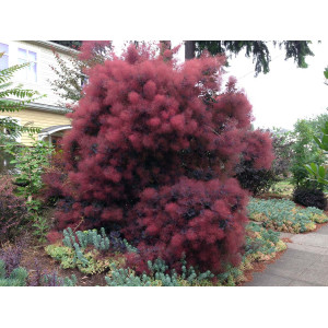 Pūkenis europinis 'ROYAL PURPLE' 7,5l vazone