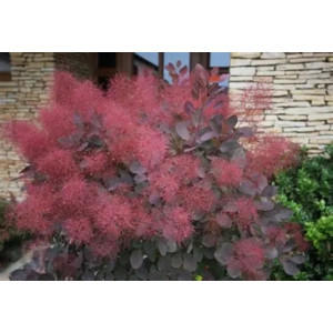Pūkenis europinis 'FOLIIS PURPUREIS' 7,5l vazone