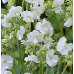 Snaputis 'White ness'