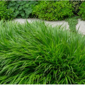 Hakonė didžioji 'Greenhills'