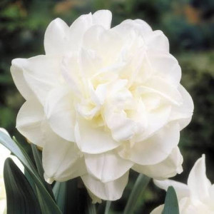 Narcizas  ‘Obdam’, 50 vnt.