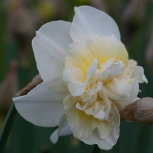  Narcizas  ‘Obdam’, 50 vnt.