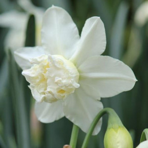 Narcizai ‘White Marvel’, 5 vnt.