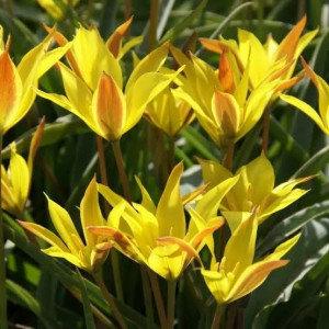 Botaninė tulpė ‘Kolpakowskiana’ , 30 vnt.