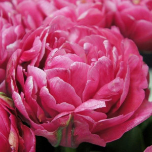 Tulpė  'Amazing Grace' , 5 vnt.