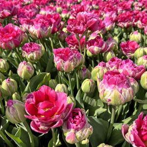 Tulpė 'Wicked in Pink ', 5 vnt.