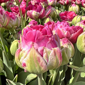 Tulpė 'Wicked in Pink ', 15 vnt.